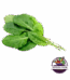 Kuzu Kulağı