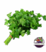 Maydonoz